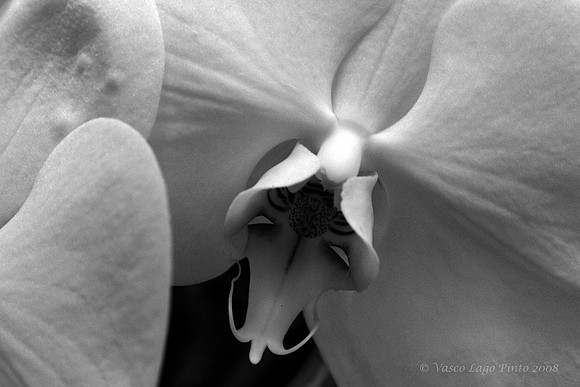 Flower of Love - Cymbidium Orchid